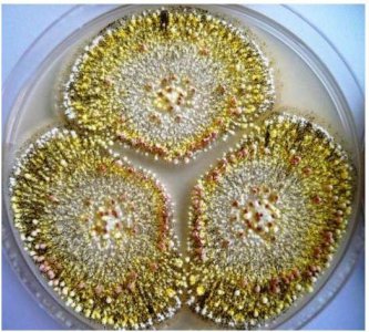 ​普洱茶里全是致癌物，一口都不能喝吗？辟谣：不存在患癌的问题