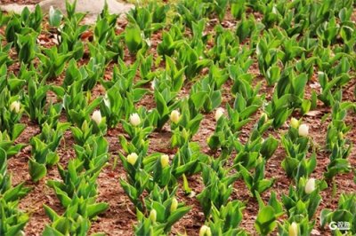 ​春潮涌动！青岛中山公园郁金香次第开放