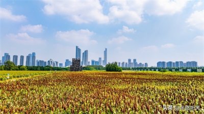 ​南京江心洲：高粱红与城市梦的奇妙交融