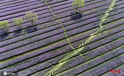 ​连云港：春天邂逅二月兰 花海进入盛花期