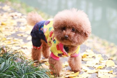 ​最受人们喜欢的十种狗狗的排名，你家汪在里面吗