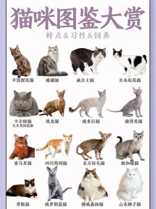​常见猫咪的品种大全