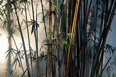 ​竹子定律，你一旦掌握想不翻身都难