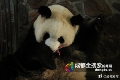 ​母子平安！2020年全球首对圈养大熊猫双胞胎诞生