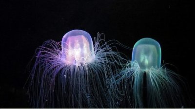 ​寻渔记带你了解有趣的海洋小知识