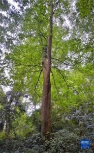 ​珍稀树种——香果树