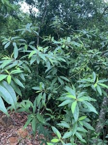 ​中国特有植物“山胡椒”——煲鸡汤，美味一绝
