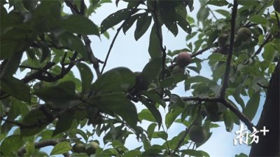 ​始兴三华李上市啦！快去尝一尝