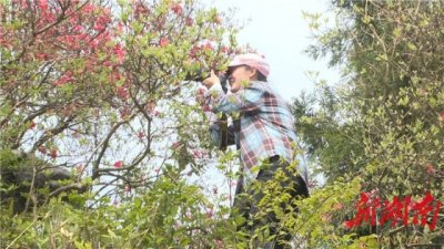 ​大云山国家森林公园：映山红开别样艳