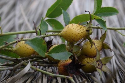 ​金樱子:带刺的果实也温柔