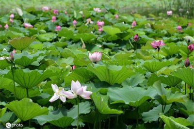 ​浙江金华映日荷花含苞绽放 娇艳生姿惹人醉