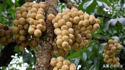 ​泰国龙宫果9-10月大量上市！产量超4万吨