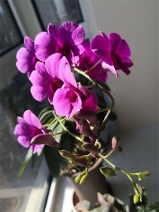 ​红色女“特工”黄慕兰自传-53