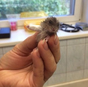 ​这些小动物打石膏的照片会让你说：「哎呦～超可爱又超可怜！」