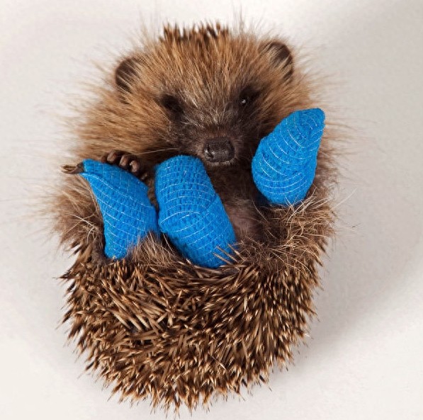 这些小动物打石膏的照片会让你说:「哎呦~超可爱又超可怜!」