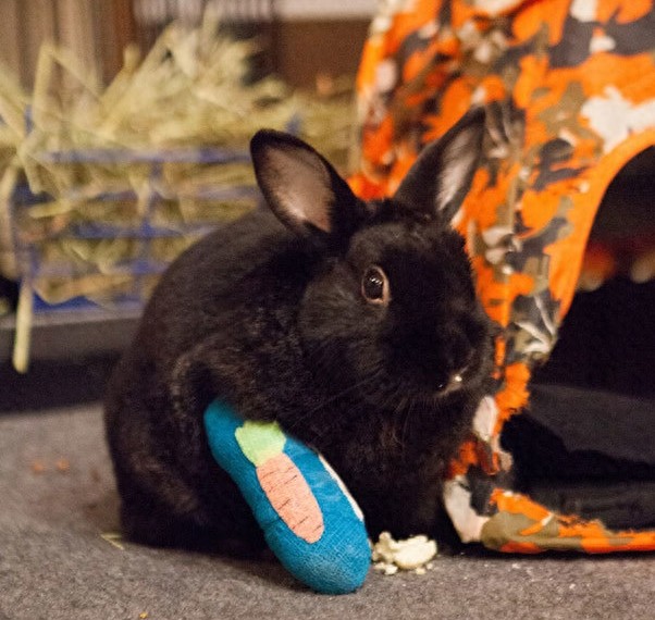 这些小动物打石膏的照片会让你说:「哎呦~超可爱又超可怜!」