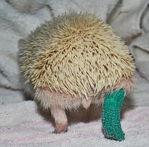 这些小动物打石膏的照片会让你说:「哎呦~超可爱又超可怜!」