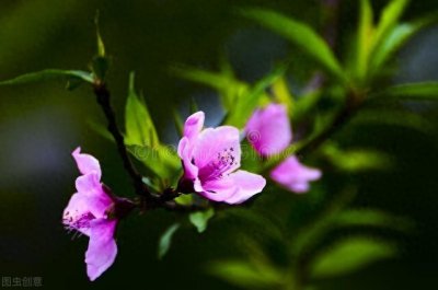 ​品《千家诗》——再游玄都观