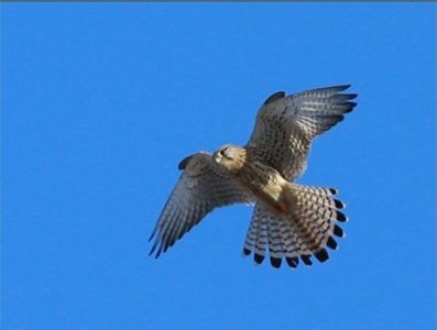 ​鸟类及野生动物保护科普知识系列十二——鹰