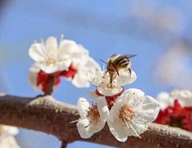 ​济南：红杏枝头春意闹