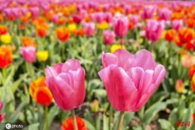 ​上海大宁公园郁金香绽放 五彩花海美不胜收