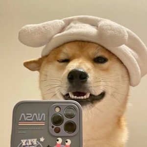 ​一组超可爱的狗狗头像