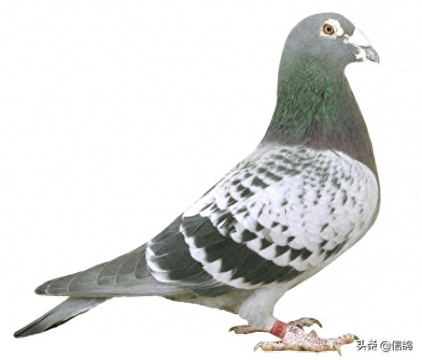 詹森血统的信鸽欣赏