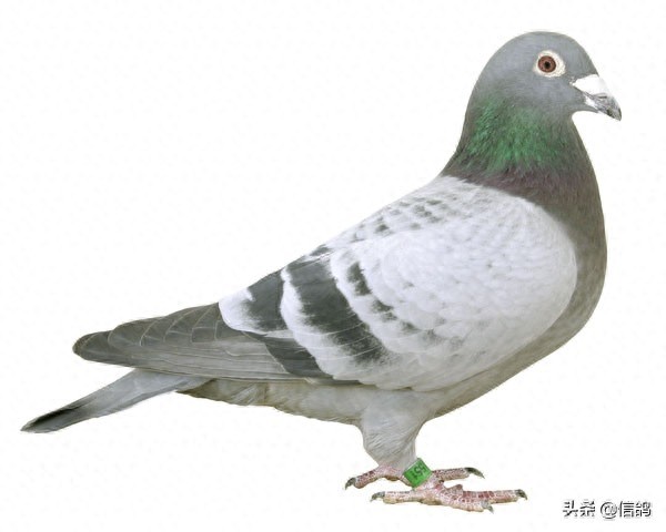 詹森血统的信鸽欣赏