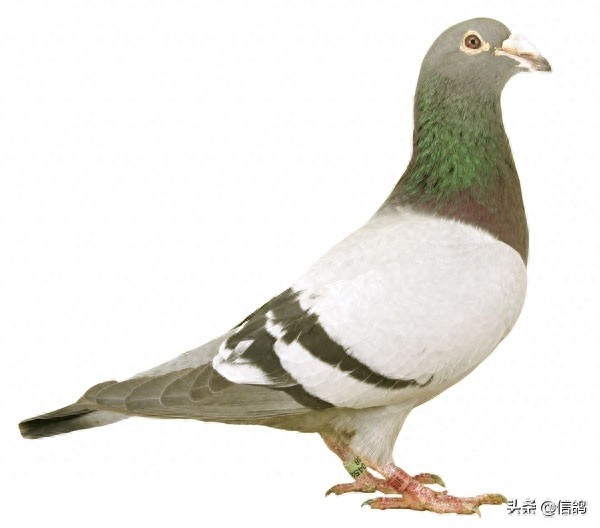 詹森血统的信鸽欣赏