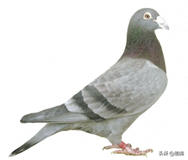 詹森血统的信鸽欣赏