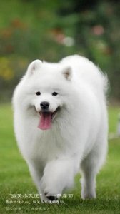 ​“微笑天使”萨摩耶