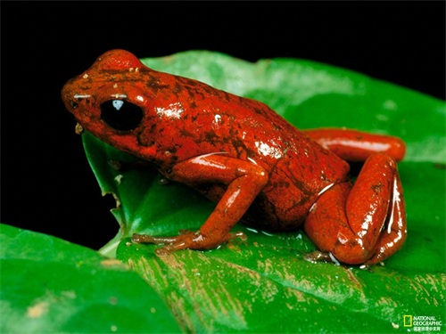 不要小瞧这些鲜艳美丽的箭毒蛙