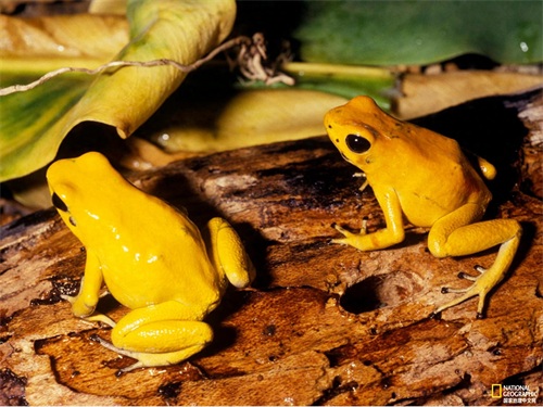 不要小瞧这些鲜艳美丽的箭毒蛙