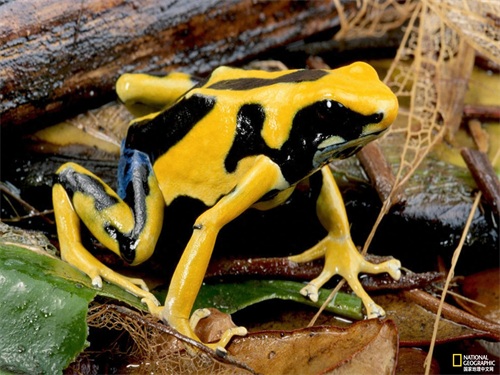 不要小瞧这些鲜艳美丽的箭毒蛙