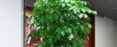 ​绿宝树掉叶子怎么办