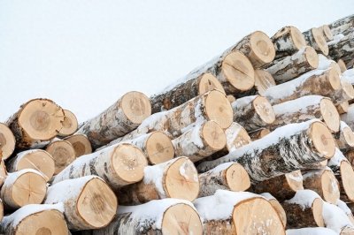 ​桦木：自然馈赠的多功能瑰宝