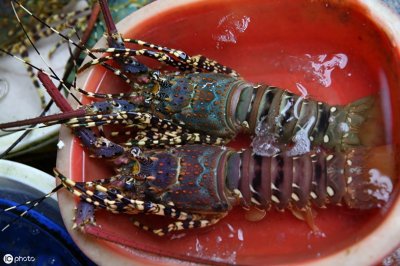 ​中华锦绣龙虾是保护动物吗 ?能食用吗