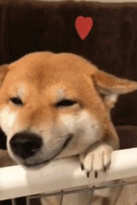 ​狗界最聪明的狗，中华田园犬竟然也在榜上