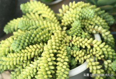 ​多肉玉缀叶片小巧可爱，养好了垂下来犹如玉石串成的珠帘一般漂亮