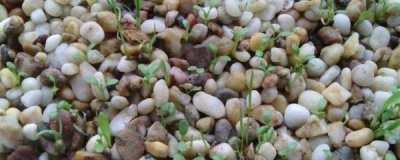 ​小对叶水草种子正确种植方法