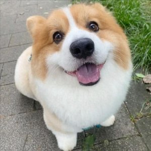 ​柯基掉毛怎么办？资深人士教你解决！