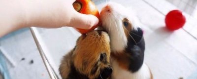 ​荷兰猪谁养谁后悔 为什么不建议养荷兰猪咬人吗