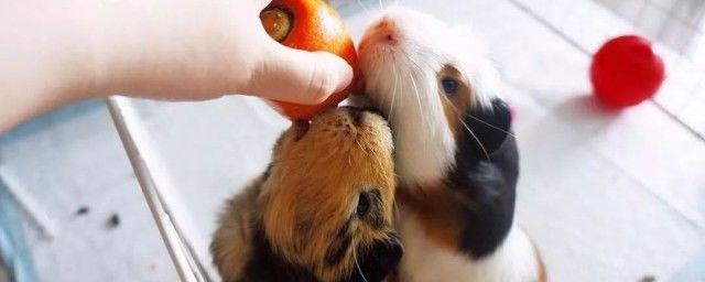 荷兰猪谁养谁后悔 为什么不建议养荷兰猪咬人吗