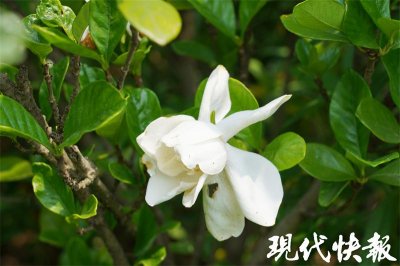 ​老山深处藏着最“香”的村子，南京街头大部分栀子花来自这里