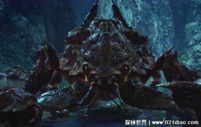 ​霍氏不死虫真的存在么，几千万年前的确存在(体型最庞大的虫类)