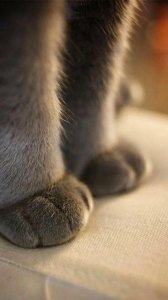 ​软乎乎的猫爪爪壁纸，超级治愈
