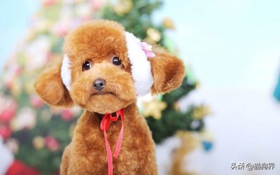 ​养长毛狗的注意啦！这些食物利于毛发健康