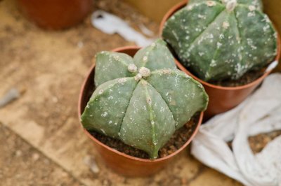 ​鸾凤玉冬天要怎么养