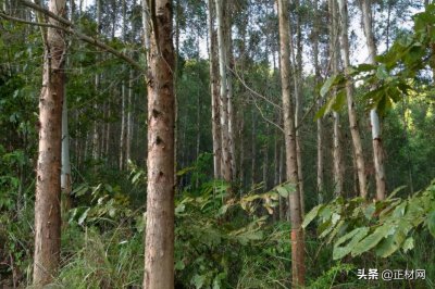 ​什么是桉木？桉木家具的优缺点有哪些？