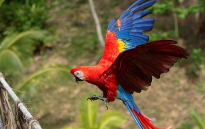 ​绯红金刚鹦鹉怎么养？绯红金刚鹦鹉的特点